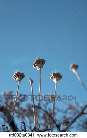 Dandelion View Large Photo Image Stock Image - Dandelion. Fotosearch