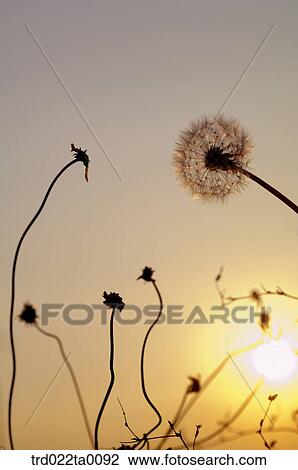 dandelion View Large Photo Image Stock Image - dandelion. Fotosearch