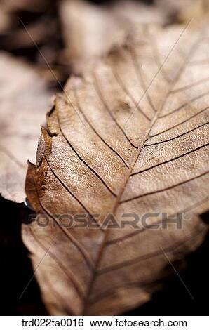 Stock Photograph - Fallen leaves. Fotosearch