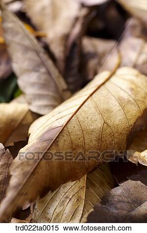 Fallen leaves View Large Photo Image Stock Photography - Fallen leaves. Fotosearch