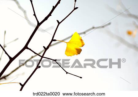 Gingko on the branch View Large Photo Image Stock Image - Gingko on the branch. Fotosearch
