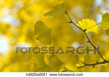 Gingko on the branch View Large Photo Image Stock Image - Gingko on the branch. Fotosearch