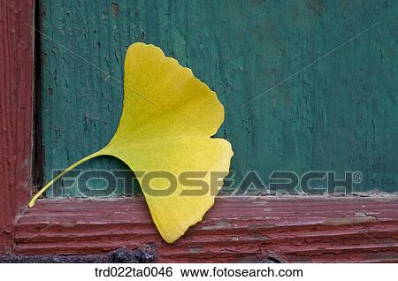 Stock Photograph - Gingko on the branch. Fotosearch