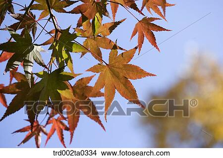 maple leaves on the branch View Large Photo Image Picture - maple leaves on the branch. Fotosearch