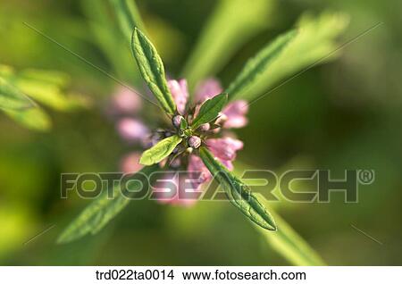 maple leaves on the branch View Large Photo Image Picture - maple leaves on the branch. Fotosearch