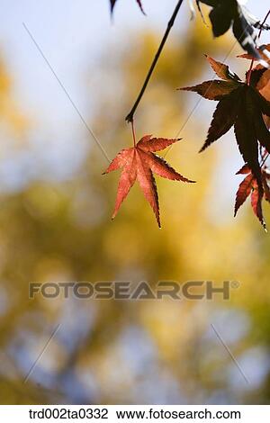 maple leaves on the branch View Large Photo Image Stock Image - maple leaves on the branch. Fotosearch