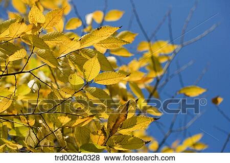 maple leaves on the branch View Large Photo Image Stock Photo - maple leaves on the branch. Fotosearch