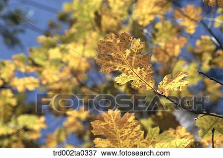 maple leaves on the branch View Large Photo Image Stock Photo - maple leaves on the branch. Fotosearch