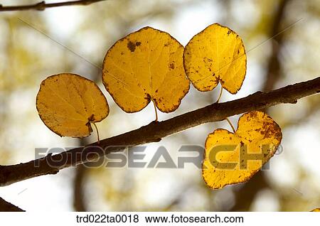maple leaves on the branch View Large Photo Image Stock Photo - maple leaves on the branch. Fotosearch