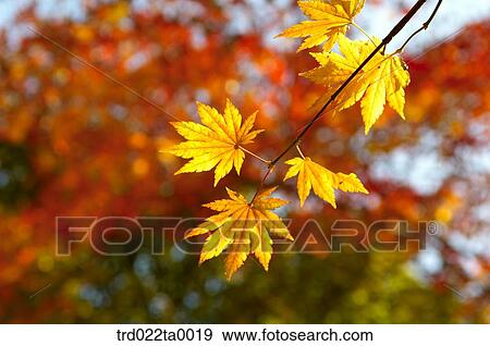 Stock Photo - maple leaves on the branch. Fotosearch