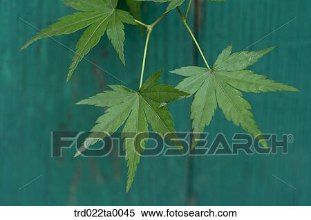 Stock Photography - maple leaves on the branch. Fotosearch