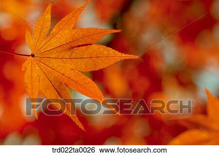 maple leaves View Large Photo Image Stock Photograph - maple leaves. Fotosearch