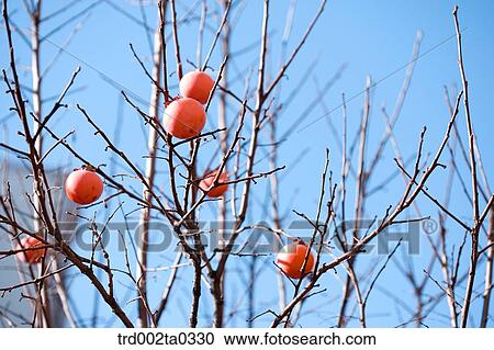 Persimmon View Large Photo Image Stock Image - Persimmon. Fotosearch
