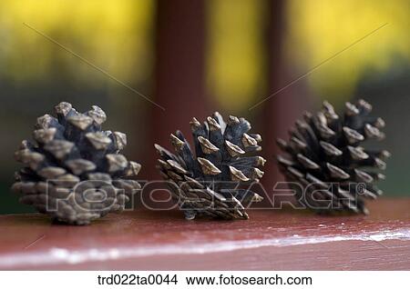 Pine cone View Large Photo Image Picture - Pine cone. Fotosearch