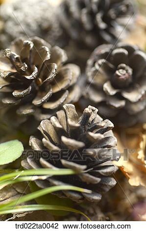 Pine cone View Large Photo Image Stock Image - Pine cone. Fotosearch