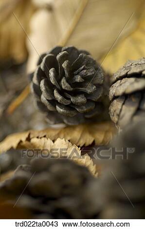 Pine cone View Large Photo Image Stock Image - Pine cone. Fotosearch