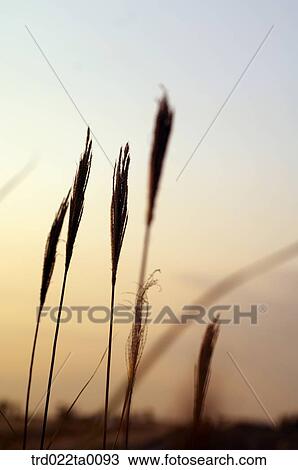 Stock Image - Reed. Fotosearch