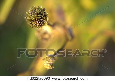 wild flowers View Large Photo Image Stock Image - wild flowers. Fotosearch