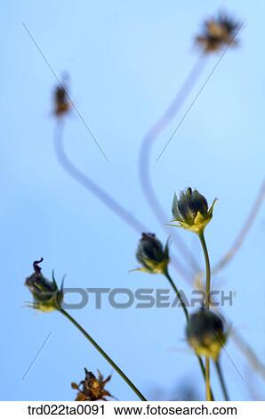 Stock Image - wild flowers. Fotosearch