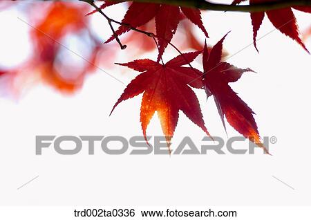 Wild flowers View Large Photo Image Stock Photograph - Wild flowers. Fotosearch