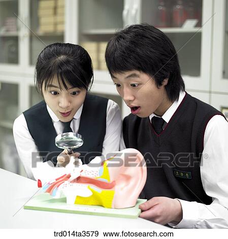 students observing anatomical model in the classroom View Large Photo Image Stock Photo - students observing anatomical model in the classroom. Fotosearch