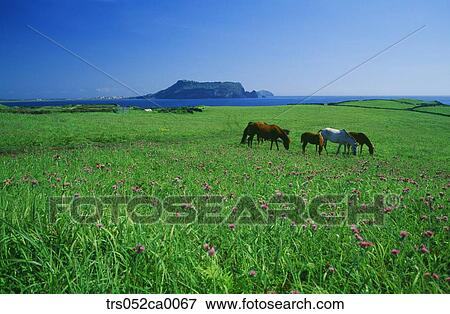 Jeju Island, pony on the green field, Sungsan summit View Large Photo Image Stock Photo - Jeju Island, pony on the green field, Sungsan summit. Fotosearch