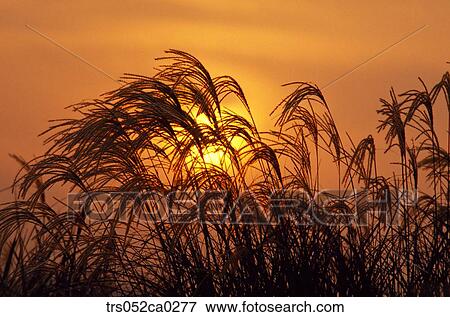 Jeju Island/ close up plants View Large Photo Image Stock Photo - Jeju Island/ close up plants. Fotosearch