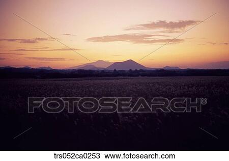 Jeju Island/ glowed grass View Large Photo Image Stock Image - Jeju Island/ glowed grass. Fotosearch