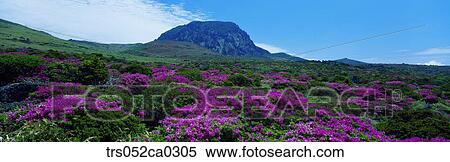 Jeju Island/ Hanla mountain with full of royal azalea View Large Photo Image Stock Photography - Jeju Island/ Hanla mountain with full of royal azalea. Fotosearch