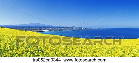 Jeju Island/ scene of city below the yellow flowers View Large Photo Image Picture - Jeju Island/ scene of city below the yellow flowers. Fotosearch