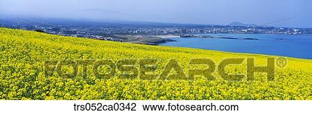 Jeju Island/ scene of city below the yellow flowers View Large Photo Image Stock Image - Jeju Island/ scene of city below the yellow flowers. Fotosearch