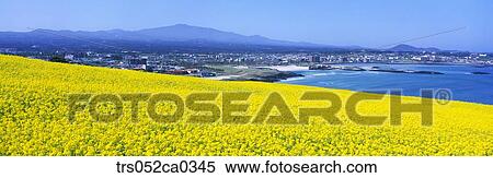 Jeju Island/ scene of city below the yellow flowers View Large Photo Image Stock Photography - Jeju Island/ scene of city below the yellow flowers. Fotosearch