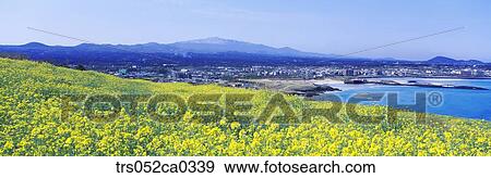 Jeju Island/ scene of city from the mountain, yellow flowers and city View Large Photo Image Stock Photo - Jeju Island/ scene of city from the mountain, yellow flowers and city. Fotosearch