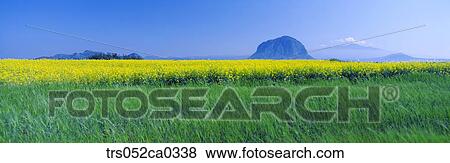 Jeju Island/ yellow flowers and linden View Large Photo Image Stock Photo - Jeju Island/ yellow flowers and linden. Fotosearch