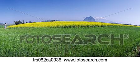 Jeju Island/ yellow flowers and linden View Large Photo Image Stock Photograph - Jeju Island/ yellow flowers and linden. Fotosearch