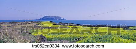 Jeju Island/field with full of yellow flowers View Large Photo Image Picture - Jeju Island/field with full of yellow flowers. Fotosearch