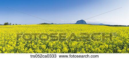 Stock Image - Jeju Island/field with full of yellow flowers. Fotosearch