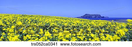 Jeju Island/field with full of yellow flowers View Large Photo Image Stock Image - Jeju Island/field with full of yellow flowers. Fotosearch