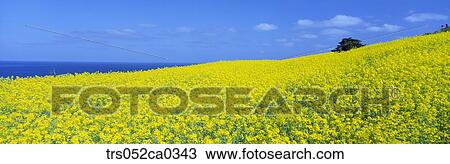Stock Image - Jeju Island/field with full of yellow flowers. Fotosearch