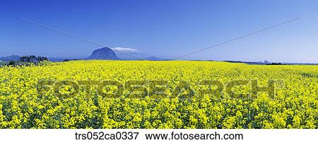 Jeju Island/field with full of yellow flowers View Large Photo Image Stock Photo - Jeju Island/field with full of yellow flowers. Fotosearch