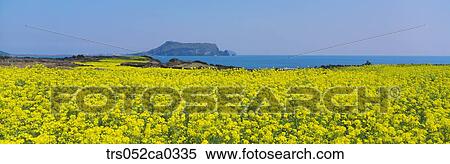 Stock Photography - Jeju Island/field with full of yellow flowers. Fotosearch