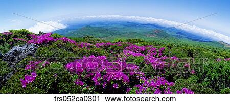 Jeju Island/hanla mountain with full of royal azalea blossom, Spring of Hanla mountain View Large Photo Image Stock Image - Jeju Island/hanla mountain with full of royal azalea blossom, Spring of Hanla mountain. Fotosearch