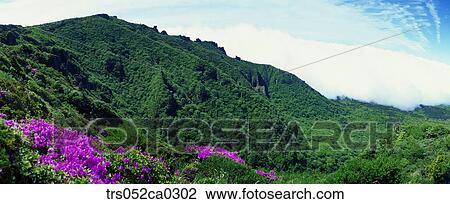 Stock Image - Jeju Island/hanla mountain with full of royal azalea blossom, Spring of Hanla mountain. Fotosearch
