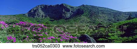 Jeju Island/hanla mountain with full of royal azalea blossom, Spring of Hanla mountain View Large Photo Image Stock Image - Jeju Island/hanla mountain with full of royal azalea blossom, Spring of Hanla mountain. Fotosearch