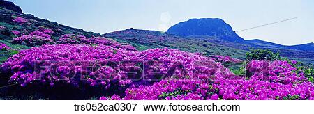 Jeju Island/hanla mountain with full of royal azalea blossom, Spring of Hanla mountain View Large Photo Image Stock Photo - Jeju Island/hanla mountain with full of royal azalea blossom, Spring of Hanla mountain. Fotosearch