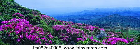 Jeju Island/hanla mountain with full of royal azalea blossom, Spring of Hanla mountain View Large Photo Image Stock Photograph - Jeju Island/hanla mountain with full of royal azalea blossom, Spring of Hanla mountain. Fotosearch