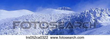 Jeju Island/snow covered forest View Large Photo Image Stock Image - Jeju Island/snow covered forest. Fotosearch