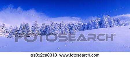 Jeju Island/snow covered hill, snow covered forest View Large Photo Image Stock Image - Jeju Island/snow covered hill, snow covered forest. Fotosearch