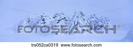 Jeju Island/snow covered winter forest View Large Photo Image Stock Photo - Jeju Island/snow covered winter forest. Fotosearch