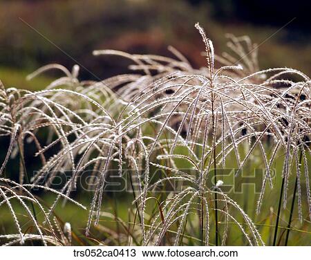 fall, close up of plants View Large Photo Image Stock Image - fall, close up of plants. Fotosearch